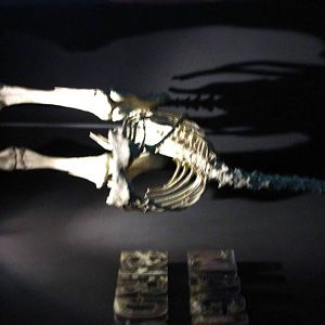 Elephant Bird Fossil, Bird Discovry Centre - Jurong Bird Park