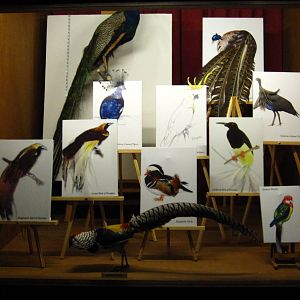 Feathers Diaorama, Bird Discovery Centre - Jurong Bird Park