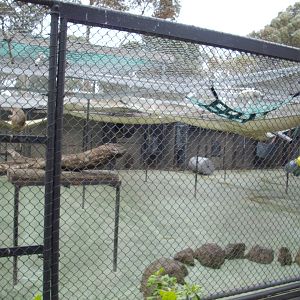 Baboon exhibit at the Melbourne Zoo, July 2009