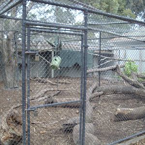 Baboon exhibit at the Melbourne Zoo, July 2009