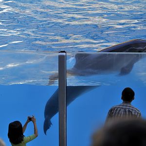 Dolfin at marineland ontario