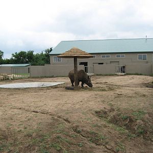 Indian Rhino yard