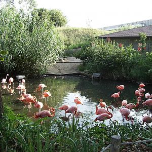 Flamingos