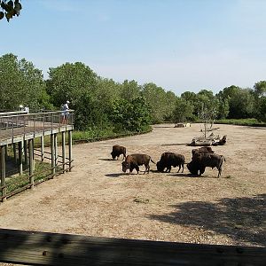 Bison exhibit