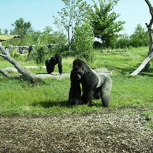 Downing Gorilla Forest