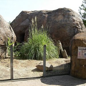 Meerkat exhibit