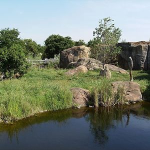 Lion enclosure