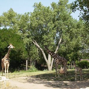 Giraffe Yard