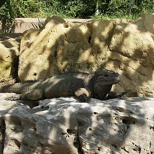 Rhinoceros Iguana