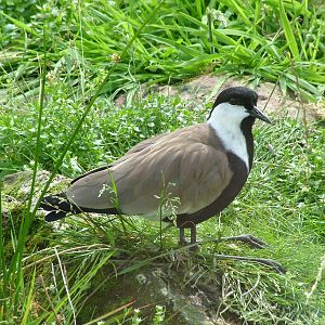 Spur-winged Lapwing at Blackbrook 04/07/09