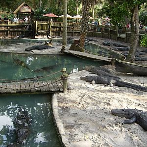 Alligator demo yard