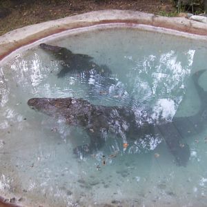 Everyone loves Muggers