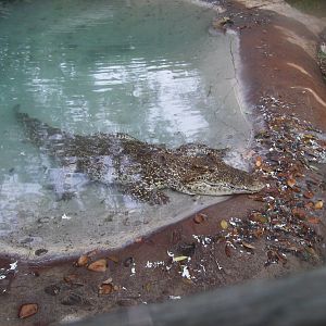 Cuban Crocodile