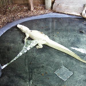 White Alligator