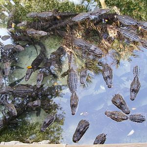 Mixed crocodilian pool