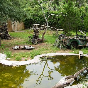 Birds of Africa yard