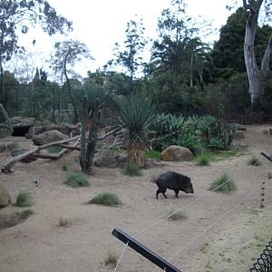 Melbourne Zoo July 2009