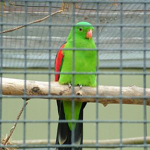 Red-winged Parrot at Plantaria 14/05/09