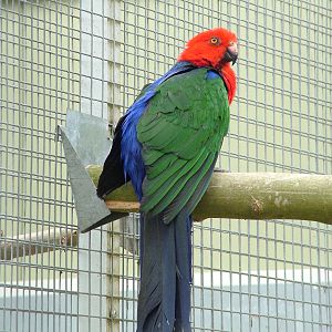 Moluccan King Parrot at Plantaria 14/05/09
