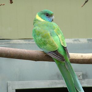 Cloncurry Parakeet at Plantaria 14/05/09