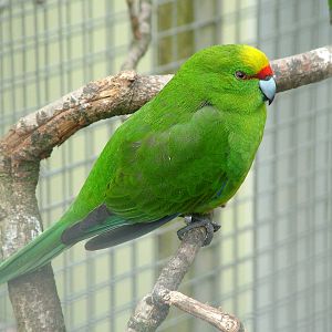 Yellow-crowned Parakeet at Plantaria 14/05/09