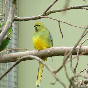 Blue-winged Parrot at Plantaria 14/05/09
