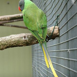Slaty-headed Parakeet at Plantaria 14/05/09