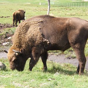 Wisent