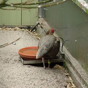 Lineated Kalij at Plantaria 14/05/09