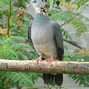 Ashy Woodpigeon at Plantaria 14/05/09