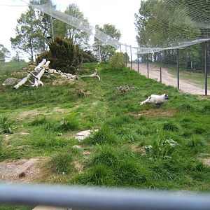 Artic Fox/Snowy Owl enclosure