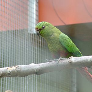 Austral Conure at Plantaria 14/05/09