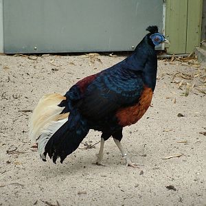 Lesser Bornean Crested Fireback at Plantaria 14/05/09