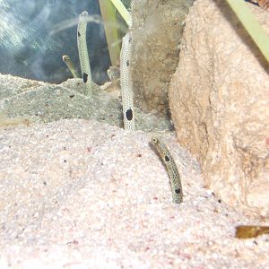 Spotted Garden Eel