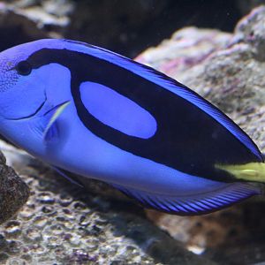 Blue Tang