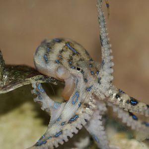 Blue-ringed Octopus