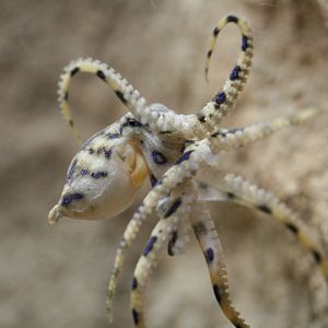 Blue-ringed Octopus