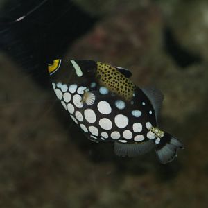 Clown Triggerfish