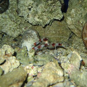 Coral Banded Shrimp