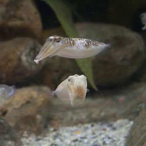 Cuttlefish