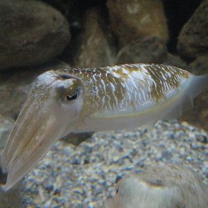 Cuttlefish