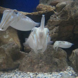 Cuttlefish