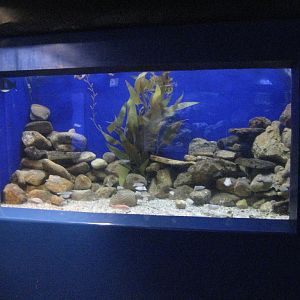 Cuttlefish tank