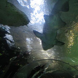 Divers and sharks in the shark tank