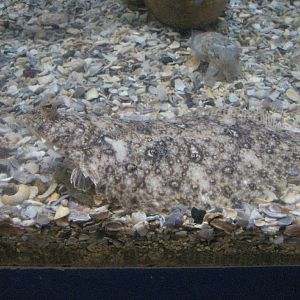 Flounder