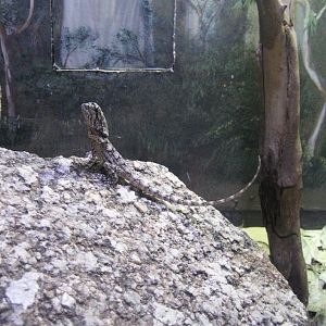 Juvenile Frill-neck Lizard