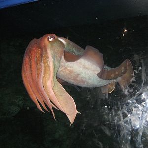 Giant Cuttlefish