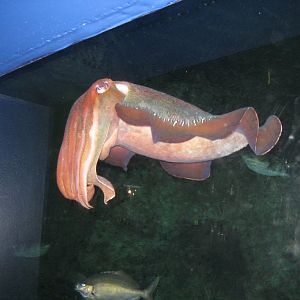Giant Cuttlefish