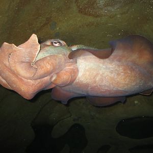 Giant Cuttlefish