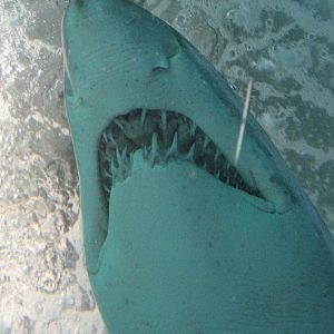 Grey Nurse Shark